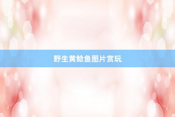 野生黄鲶鱼图片赏玩